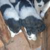 1-3 Months Purebreed Border Collie Puppy thumb 0