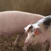 Healthy Pigs Available - Siaya thumb 2