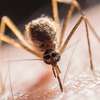 Bed Bug Pest Control In Highridge/Karura/Kangemi thumb 1
