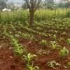 75 by 100 Plot for sale in Rironi, Kiambu County thumb 0