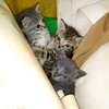 Cute kittens ready to rehome thumb 3