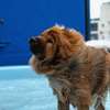 Dog training services-Puppy Training Classes Nairobi thumb 3