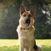 Dog Training Service in Nairobi-Obedience Training for Dogs thumb 6