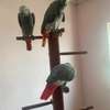 3 African Grey parrots for sale thumb 0