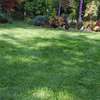 Grass Cutting Service | Get a Free Quote.Cheap Prices thumb 10