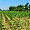 MATUU PLOTS FOR SALE thumb 2