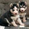 Siberian Husky puppies Available thumb 1