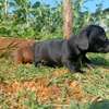 Miniature dachshund thumb 2