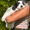 Havanese thumb 2