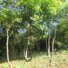 1 ac Commercial Land at Diani thumb 6