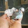 Pigeons and parrots thumb 3
