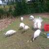 Poultry Incubators & Equipment thumb 15