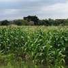 BEAUTIFUL 3 ACRES LAND FOR SALE IN TIMAU thumb 2