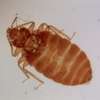 BED BUG Fumigation and Pest Control Services in Nairobi thumb 6