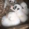 100% full breed Puppies available for sale thumb 0