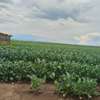 60 acres Land Muramati thumb 5
