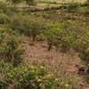 100,000 Acres Affordable Land Are for Sale in Malindi-Kilifi thumb 2