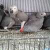African Grey parrots for sale. thumb 1