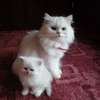 Cute male and female Persian kittens available now. thumb 2