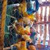 Farm-Raised Chickens for Fresh Eggs & Quality Meat thumb 1