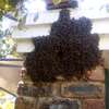 Are you experiencing a Bee Infestation? We can help you! thumb 1