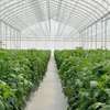 Greenhouse Services.Trusted & Affordable Professionals.Free Quote thumb 1