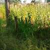 Kithimu 1½ Acres thumb 2