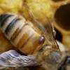 Bed Bug Extermination Lavington,Loresho,Kitisuru,Riverside thumb 8