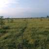 3 (50 by 100)  fertile land plots in Kamulu thumb 9