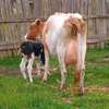 Asha breed dairy cow thumb 2