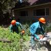 Best Gardening, Lawn, Trees & Shrubs Maintenance Professionals Nairobi. thumb 4