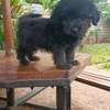 Havanese puppies thumb 0