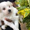 Small housedog breed thumb 4