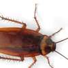 Bed bugs control services in Amboseli/Kilimani/Woodley thumb 8