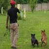 Dog Wash and Grooming - Best Dog Groomers in Nairobi thumb 2