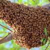 Corporate Beekeeping |  Beekeeping services for your business | Supporting Beekeepers and the Beekeeping Industry .Please contact us  thumb 11