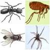 Best Pest Control (Bedbugs, Insects, Rodents, Termites) Professionals Nairobi thumb 5