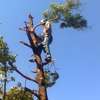 24 HR Tree trimming & pruning|Tree removal|Emergency tree services.Free quote thumb 11