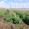 20 Acres or More Is For Sale In Masinga Dam and Thika River thumb 2