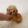 Beautiful Teacup Poodle puppies available male and female thumb 0