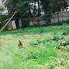 50 by 100 land on sale in Kabete Rokovi thumb 1