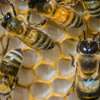 Bestcare Bee Services - A qualified beekeeping company dedicated to raise standards in beekeeping. thumb 9
