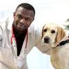 Dog Obedience Training- Best dog training in Nairobi thumb 0