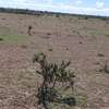 Land for sale 1050 acres thumb 2