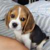 Beagle Puppies thumb 1