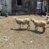 🐑🍖 PREMIUM HEAVYWEIGHT SHEEP FOR MEAT & WOOL 🍖🐑 thumb 1