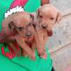 Chocolate Labrador puppies for rehoming thumb 0