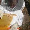 Bee Control Services Near Me | Get Rid of Stinging Bees Now. thumb 4