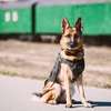 Best Dog Trainer In Nairobi-Professional Dog Training thumb 13