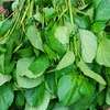 Organic Mixed Vegetable Seedlings Healthy & Ready thumb 1